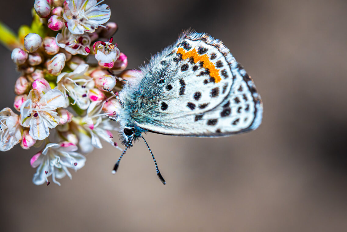 El Segundo Buttrefly on a flower