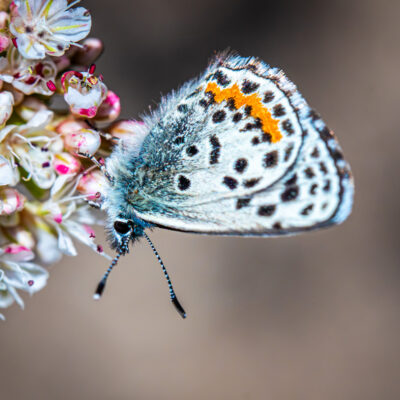 El Segundo Buttrefly on a flower