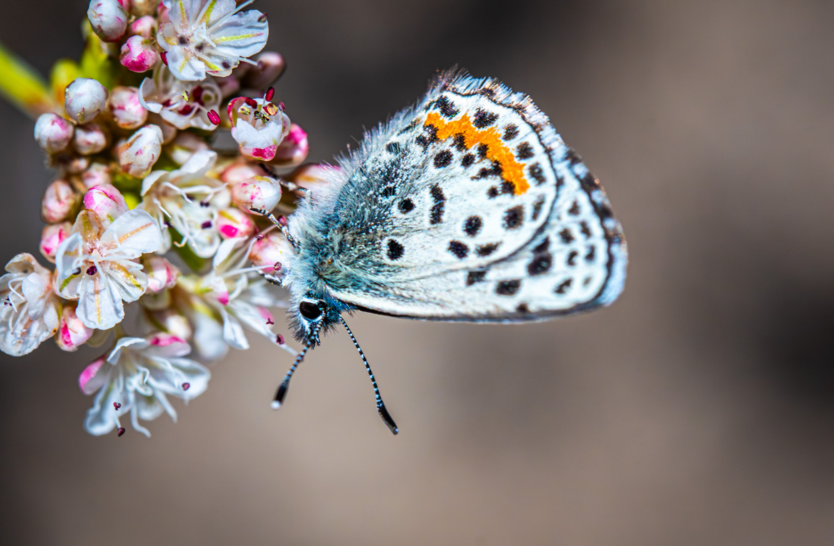 El Segundo Buttrefly on a flower